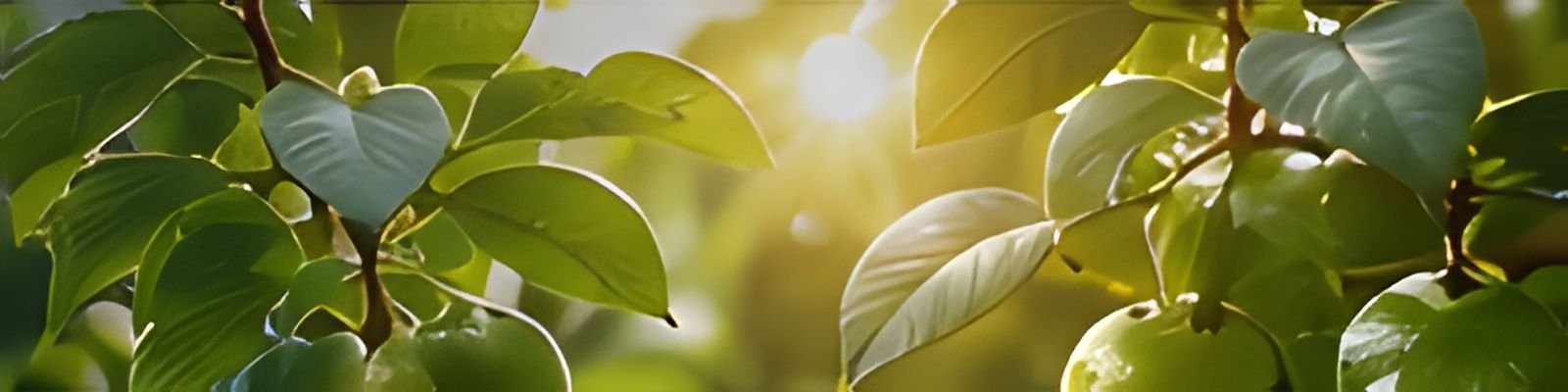 Sunlit green leaves on a branch