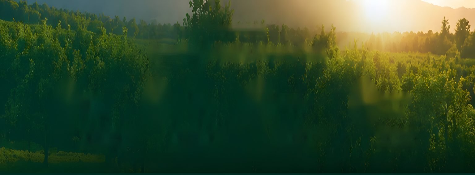 Orchard at sunrise representing fruit ripening and post-harvest solutions from Nehjit Agro