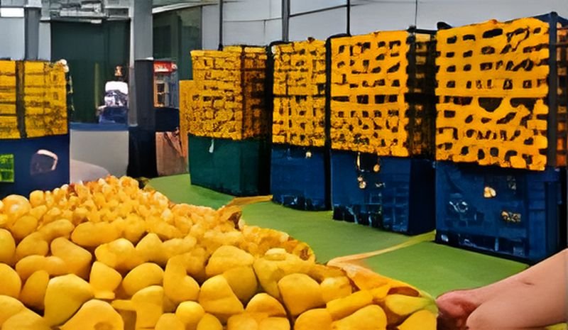 Crates of ripe yellow mangoes in a ripening chamber